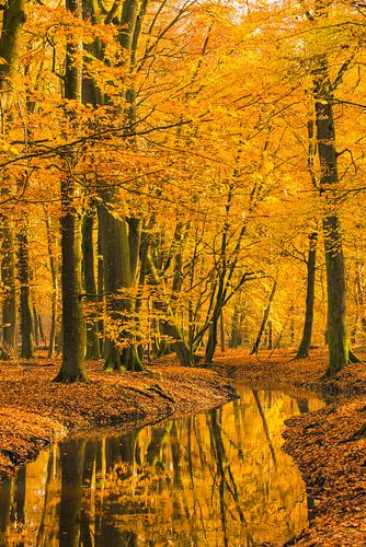 Beek in een herfstbos tijdens een vroege herfstochtend