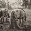 900 kilogram bruinschimmel (hollands trekpaard) bij middelrode van jan van de ven