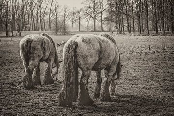 900 kilogram bruinschimmel (hollands trekpaard) bij middelrode