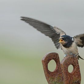Barn Swallow sur Menno Schaefer