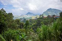 1001 nuances de vert en Colombie