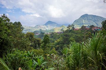 1001 nuances de vert en Colombie sur Sonja Hogenboom