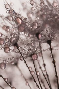 Old pink droplets are carried by fluff by Marjolijn van den Berg