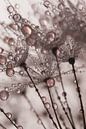 Old pink droplets are carried by fluff by Marjolijn van den Berg thumbnail