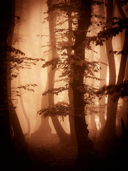 Herfts in het bos (bruintinten) par Mark Scheper