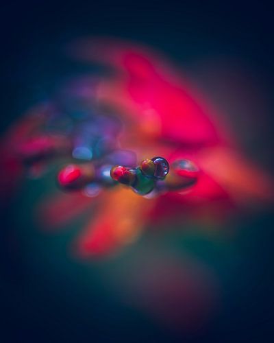 Close-up rode bloemen met dauw