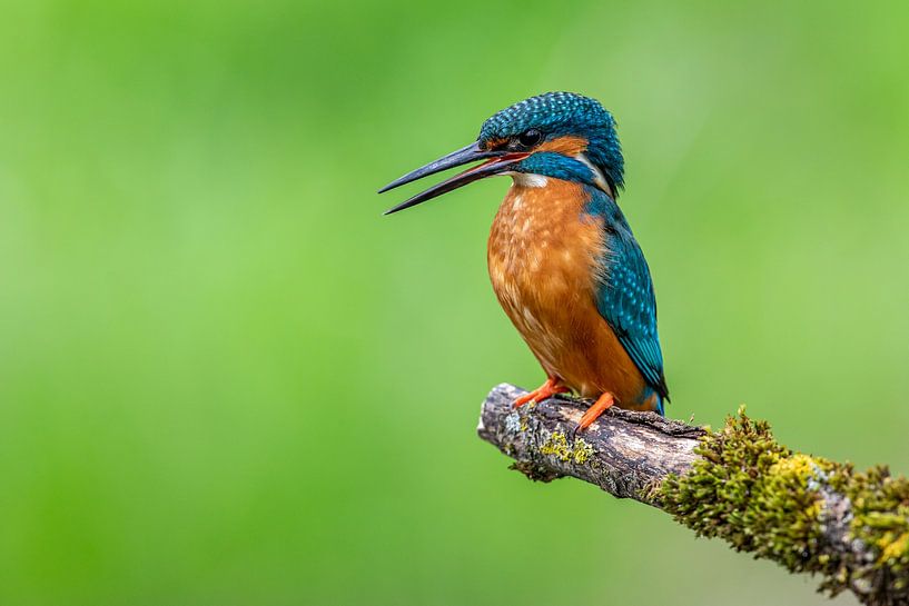 Kingfisher by Markus Weber