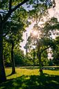 Euromast door de bomen van Het Park van Lolke Bergsma thumbnail