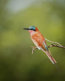 Bee-eater in South Africa by Tom Zwerver