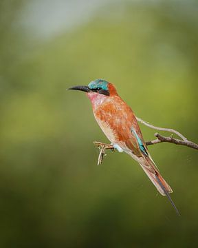 Bijeneter in Zuid-Afrika van Tom Zwerver