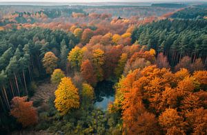 Herbstwald von oben
