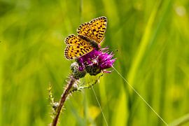 Zilvermaan by Henk Kroesen