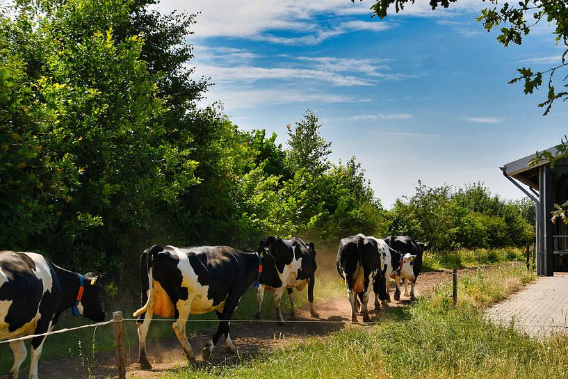 Kühe, die dem Sandweg mit sozialer Distanz folgen von Jolanda de Jong-Jansen