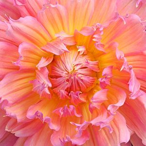 Dahlia sur Paul Heijmink