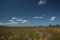 Bloemenpracht en wolken