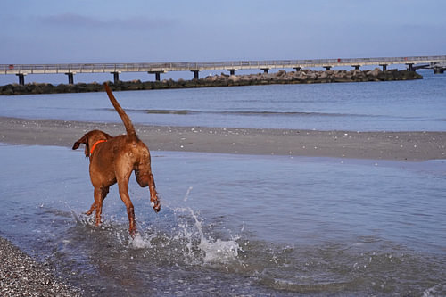 Waterspelletjes aan de Baltische Zee met een Magyar Vizsla.