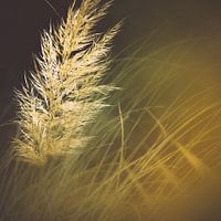 Plume