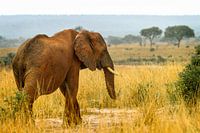Olifant III