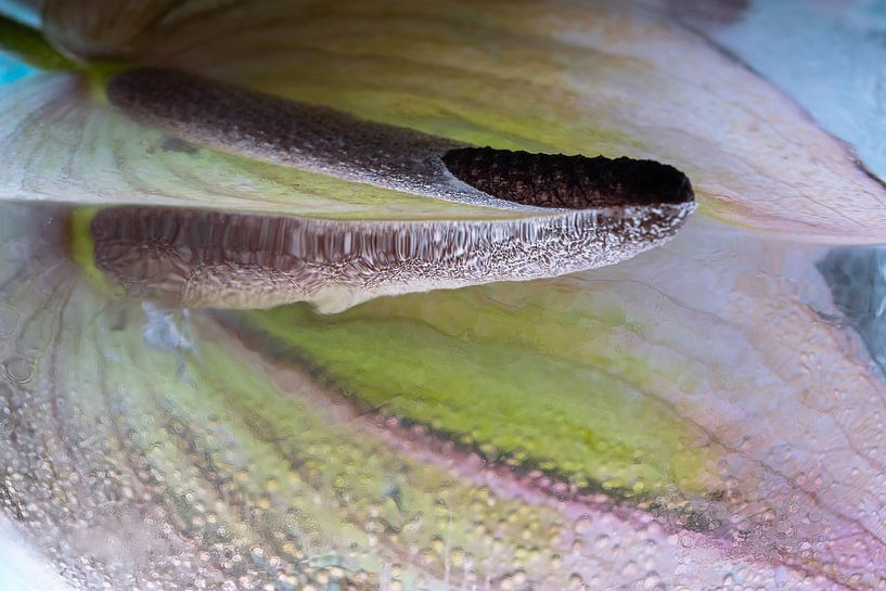 Anthurium dans la glace cristalline 4 par Marc Heiligenstein