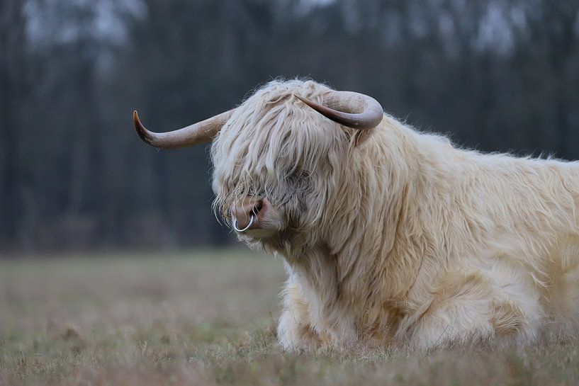 The Big Boss by Karin van Rooijen Fotografie