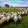 Schafe von Henk Langerak