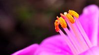 Stampers bloem macro