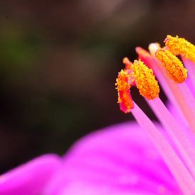 pistil flower macro by Mark Verhagen