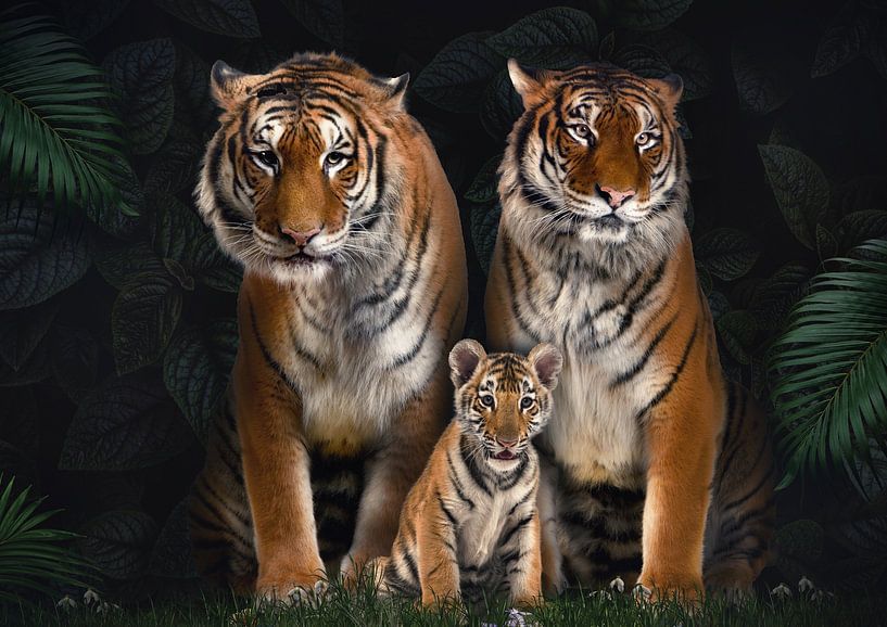 Tigerfamilie mit 1 Jungtier von Bert Hooijer
