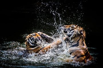 Zwei Tiger von Günter Albers