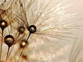 Paardenbloem gouden druppels von Julia Delgado