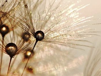 Paire de fleurs gouden druppels