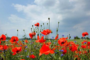 leuchtender Mohn von Ostsee Bilder