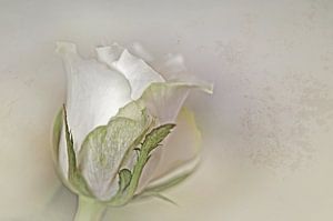 Witte roos in een softe uitvoering.