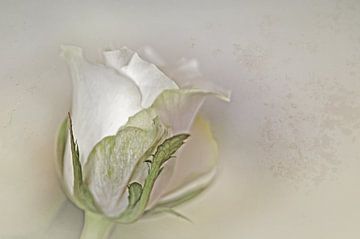 Witte roos in een softe uitvoering. van Ellen Driesse