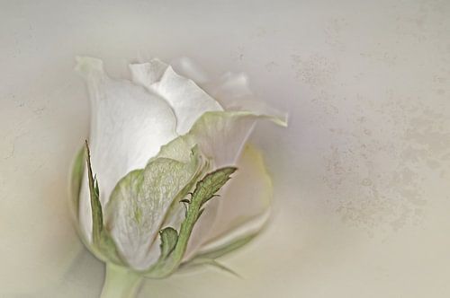 White rose in a soft version.