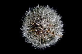 Pissenlit en filigrane avec gouttes de rosée