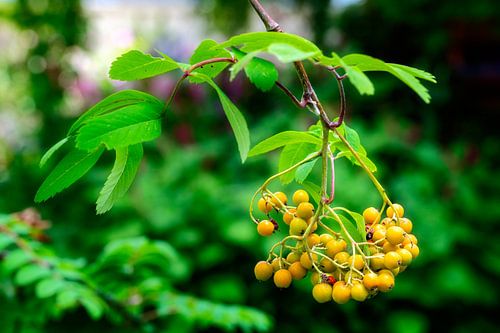 Vruchten van een lijsterbes
