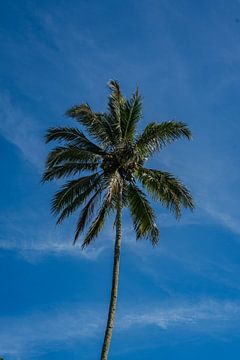 Een elegante palmboom in het tropische paradijs van Bali van Marcus PoD