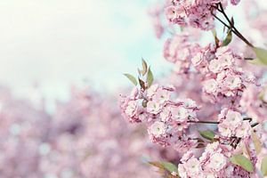 Scherptediepte Japanse kersenbloesems