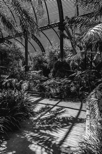 Fascinerend plant met schaduwen