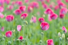 pink balls by Jan Koppelaar Fotografie