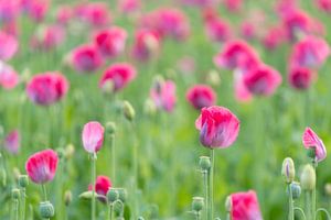 pink balls