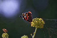 Guêpe et papillon