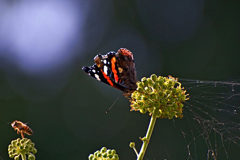 Guêpe et papillon par Dick Mandemaker