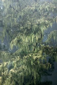 Gran Canaria Nebelwälder in den Bergen mit Spänemoos im Meeresnebel Nr. 2.