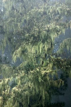 Forêts brumeuses dans les montagnes de la Grande Canarie avec de la mousse de copeaux par la brume d sur Marianne van der Zee