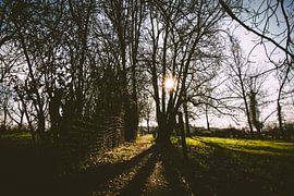 Winter 2020 - Pollare by vw-photography