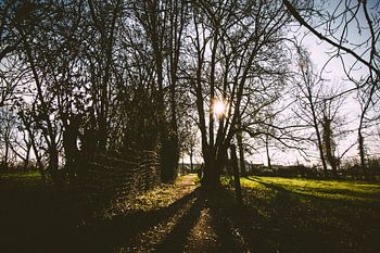 Winter 2020 - Pollare