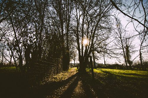 Winter 2020 - Pollare