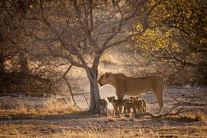 Leeuwin met hele jonge welpen in Namibië van Simone Janssen